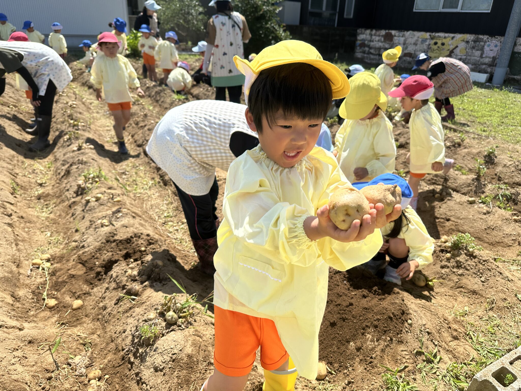 保育園の畑でとれた沢山のじゃが芋‼︎