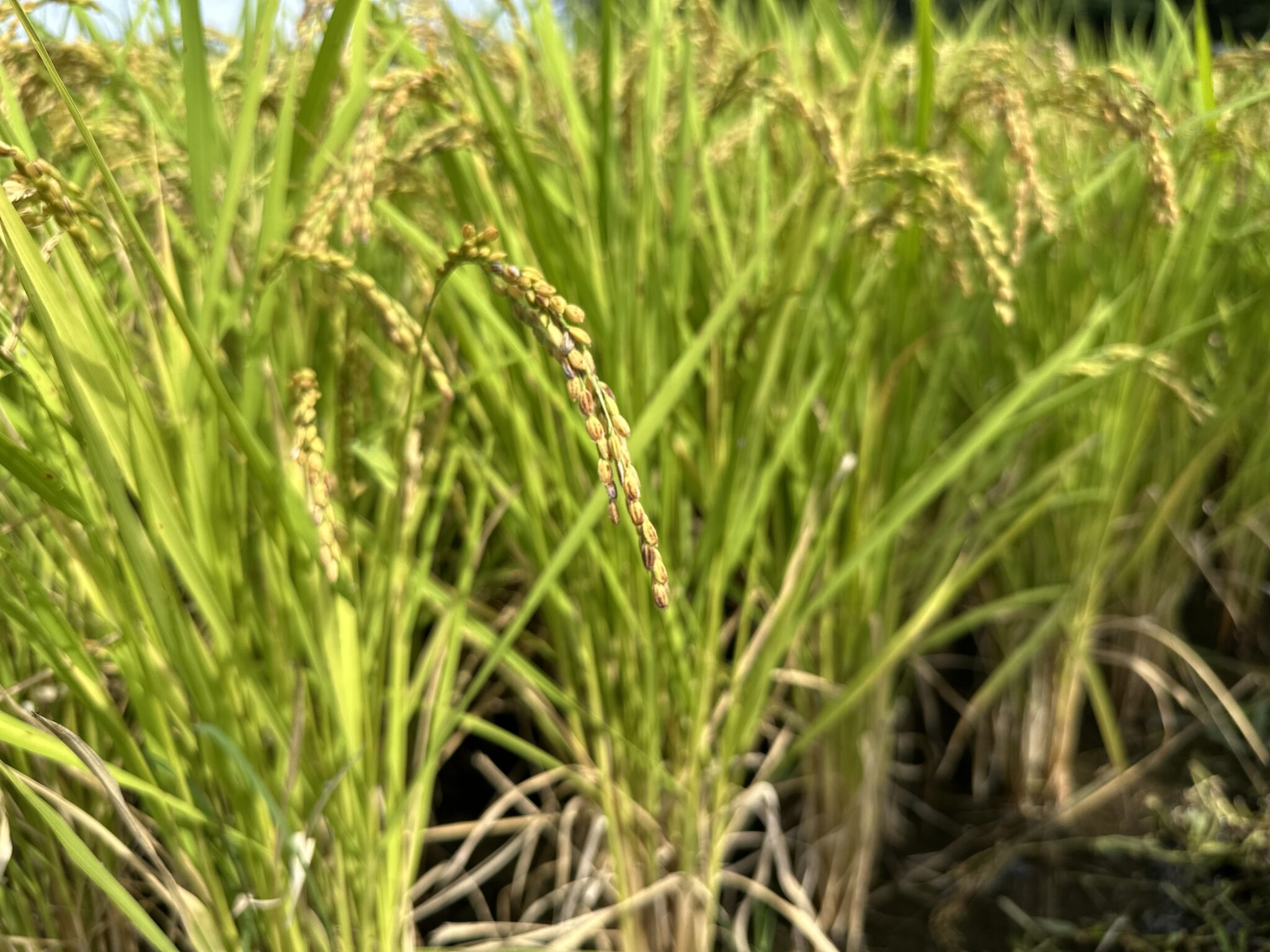 稲刈りに行って来ました🌾✨